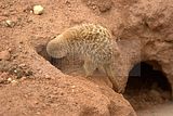 leipzig zoo-01_07_2011_zoo_allgemein_318